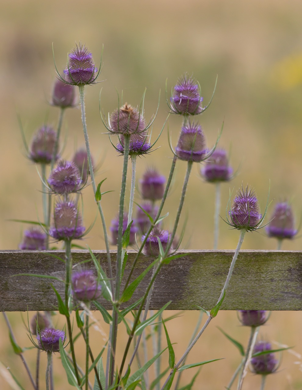 Wilde kaardebol (Dipsacus fullonum) | kwekerij tuincentrum